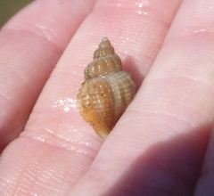 Urosalpinx cinerea image