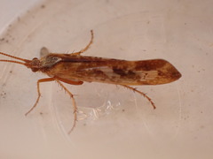 Limnephilus marmoratus