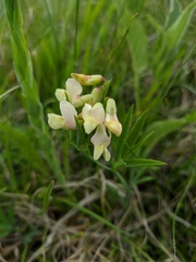 Lathyrus lacaitae