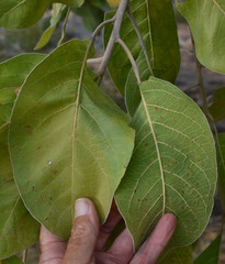 Terminalia platyphylla