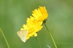 Colias poliographus