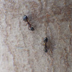 Dolichoderus plagiatus