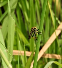 Cophinopoda