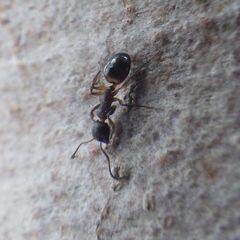 Dolichoderus plagiatus