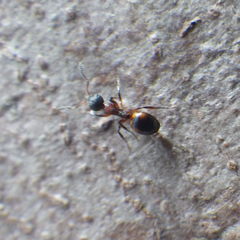Dolichoderus plagiatus