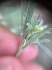 Medicago falcata