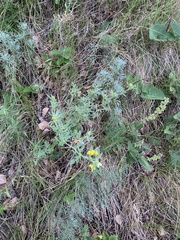 Medicago falcata