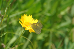 Colias poliographus