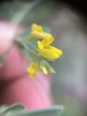 Medicago falcata