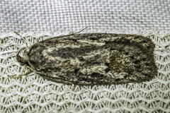 Acantholena