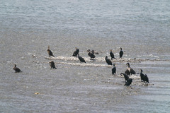 Phalacrocorax carbo