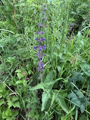 Salvia dumetorum