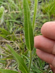 Pilosella echioides