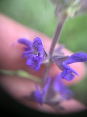 Salvia dumetorum