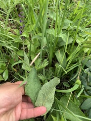 Salvia dumetorum