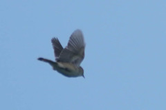 Cisticola juncidis