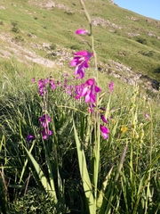 Gladiolus palustris