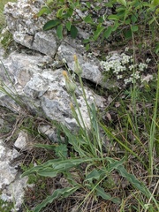 Takhtajaniantha crispa