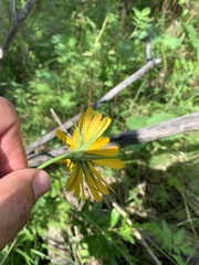 Tragopogon orientalis