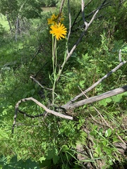 Tragopogon orientalis