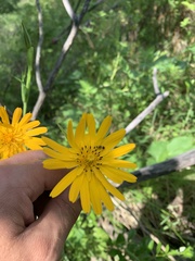 Tragopogon orientalis