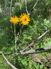Tragopogon orientalis