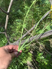 Tragopogon orientalis
