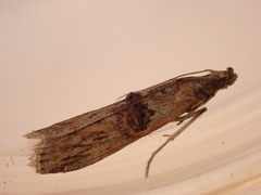 Nephopterix angustella