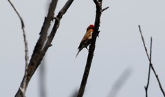 Carpodacus erythrinus grebnitskii