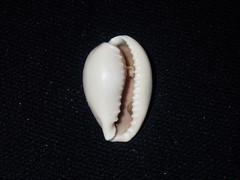 Erronea subviridis