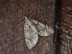 Microdes diplodonta