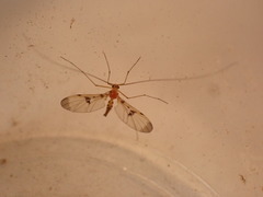 Macrocera phalerata