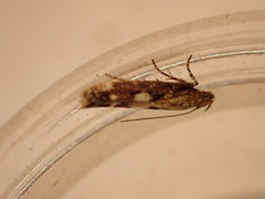 Caryocolum marmorea