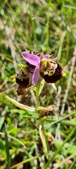 Ophrys fuciflora
