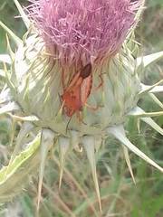 Carpocoris mediterraneus atlanticus