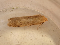 Blastobasis lacticolella