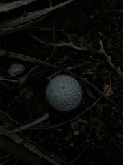 Mammillaria albilanata