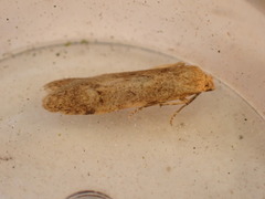 Blastobasis lacticolella