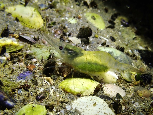 Baltic prawn, photo 5 of 8
