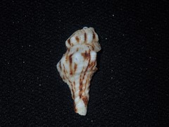 Marmorofusus nicobaricus