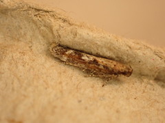 Caryocolum marmorea