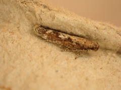 Caryocolum marmorea