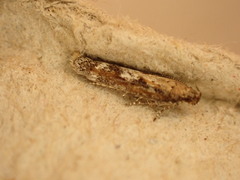 Caryocolum marmorea