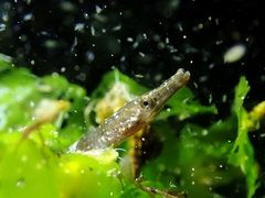 Syngnathus abaster