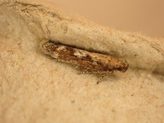 Caryocolum marmorea