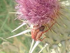 Carpocoris mediterraneus atlanticus