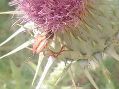 Carpocoris mediterraneus atlanticus