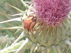 Carpocoris mediterraneus atlanticus