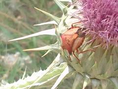 Carpocoris mediterraneus atlanticus