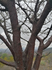 Bursera morelensis